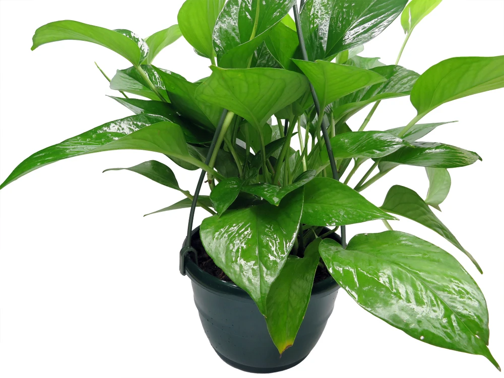 Jade Devil's Ivy - Pothos - Epipremnum - 6" Hanging Basket