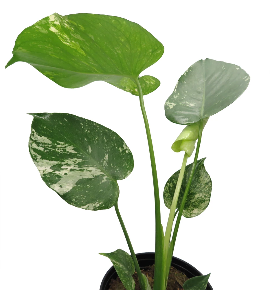 White Monster Philodendron - 6" Pot