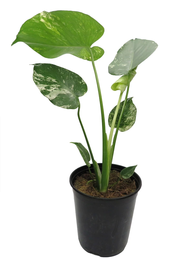White Monster Philodendron - 6" Pot