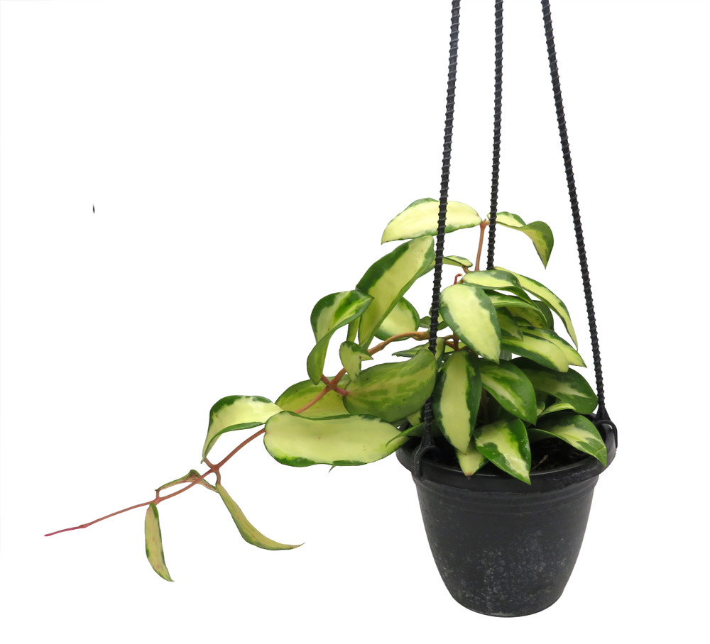 Acuta Inner Variegated Hoya - 4" Hanging Basket