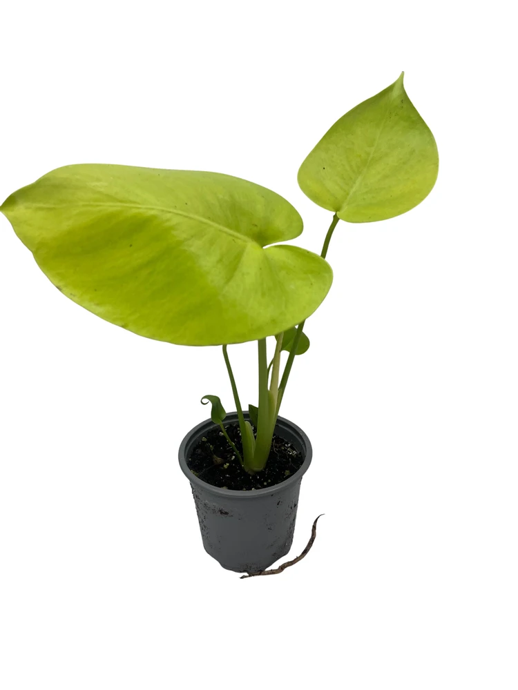 Rare Monstera Super Golden - Monstera Deliciosa - Live Houseplant - 4" pot