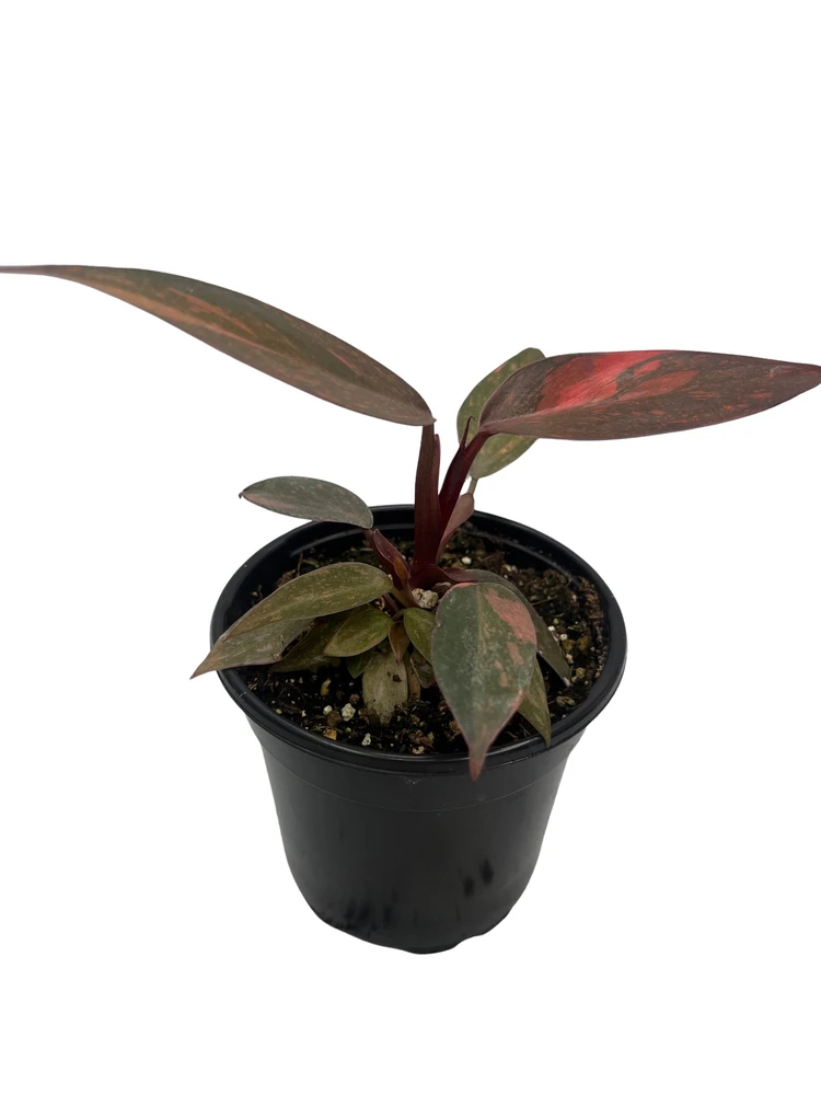 Rare Orange Princess Philodendron - 4" Pot - Collector's Series
