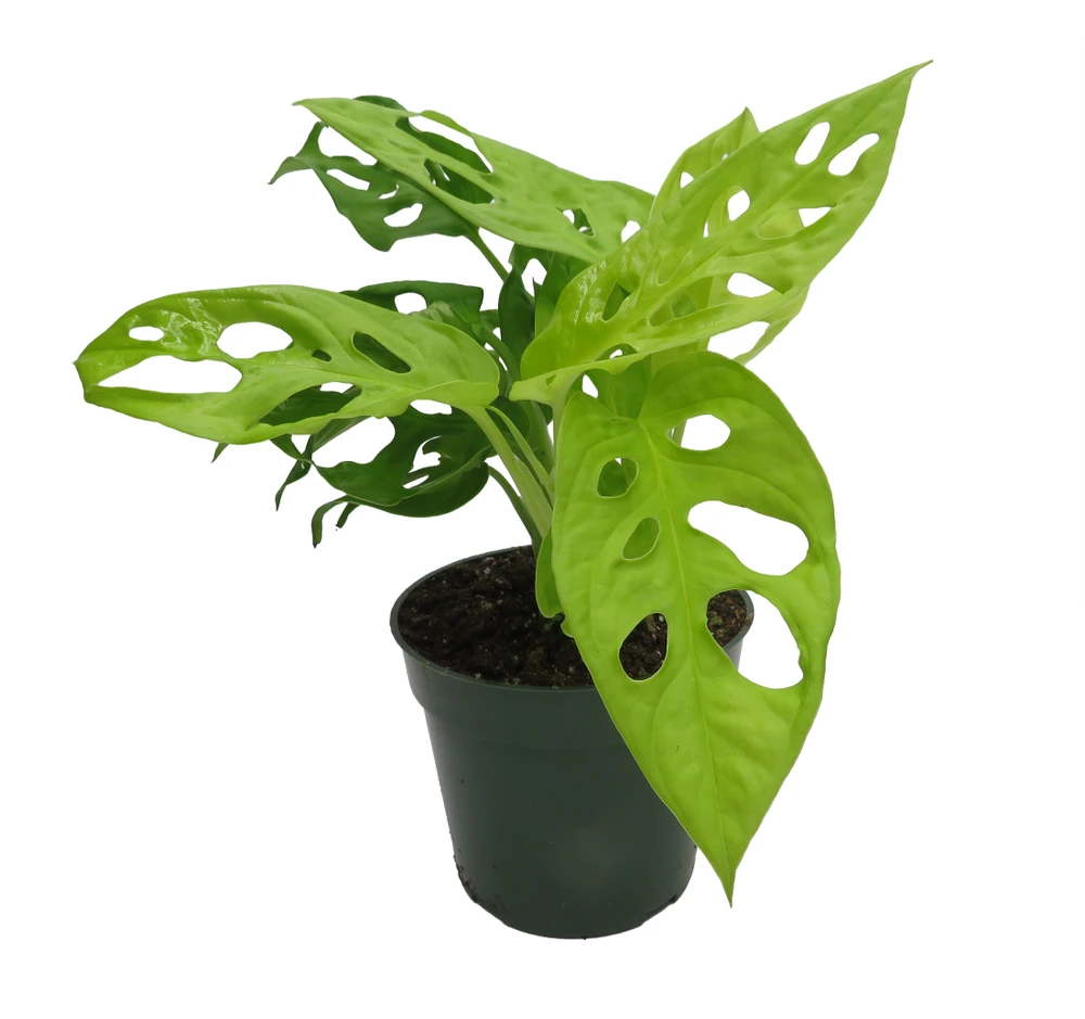 Neon Swiss Cheese Plant - Monstera adansonii - 4" Pot