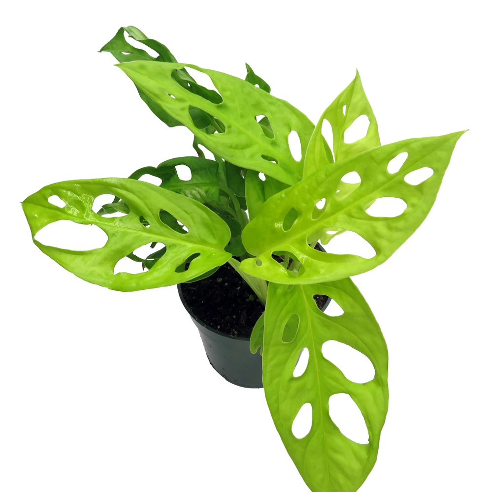 Neon Swiss Cheese Plant - Monstera adansonii - 4" Pot