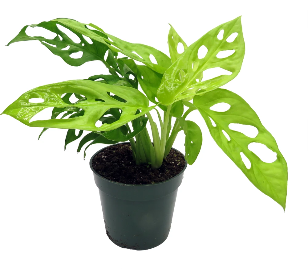 Neon Swiss Cheese Plant - Monstera adansonii - 4" Pot