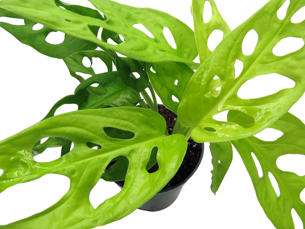 Neon Swiss Cheese Plant - Monstera adansonii - 4" Pot