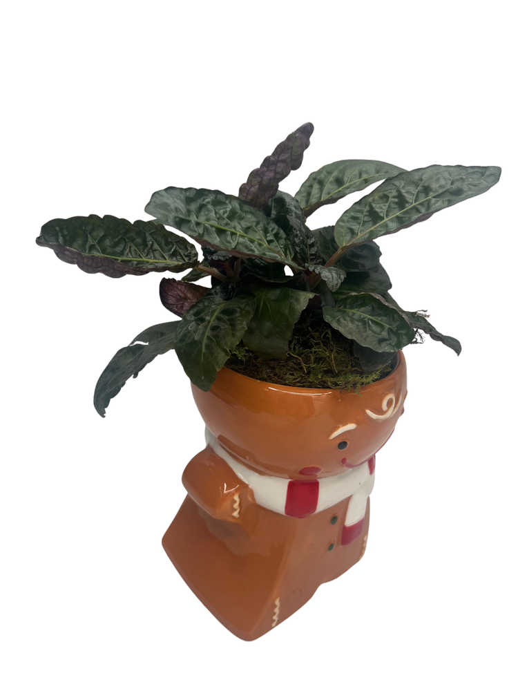 Gingerbread Jolly Ceramic Planter with Surprise 3.5" Houseplant