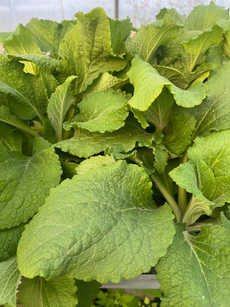 Camelot Rose Foxglove - Digitalis - Hardy Perennial - Quart Pot