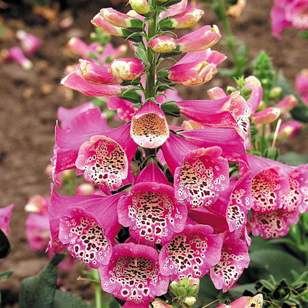 Camelot Rose Foxglove - Digitalis - Hardy Perennial - Quart Pot
