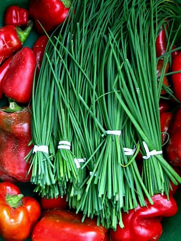 Chives Perennial - 3" Pot - Live Plant