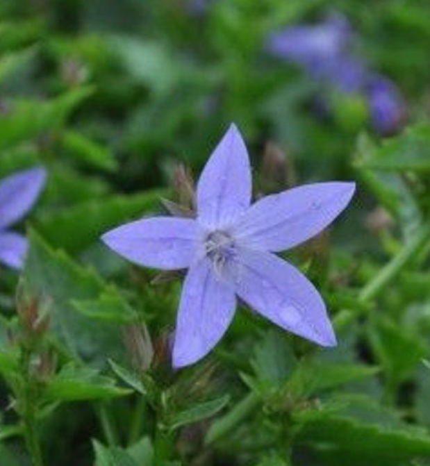Birch Hybrid Siberian Bellflower - Campanula Birch Hybrid - Quart Pot