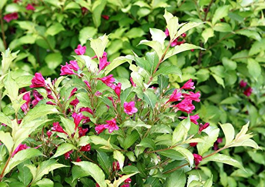 Ghost Weigela Outdoors Or Bonsai Ghostly Foliage 4 Pot Proven Winners Hirt S Gardens