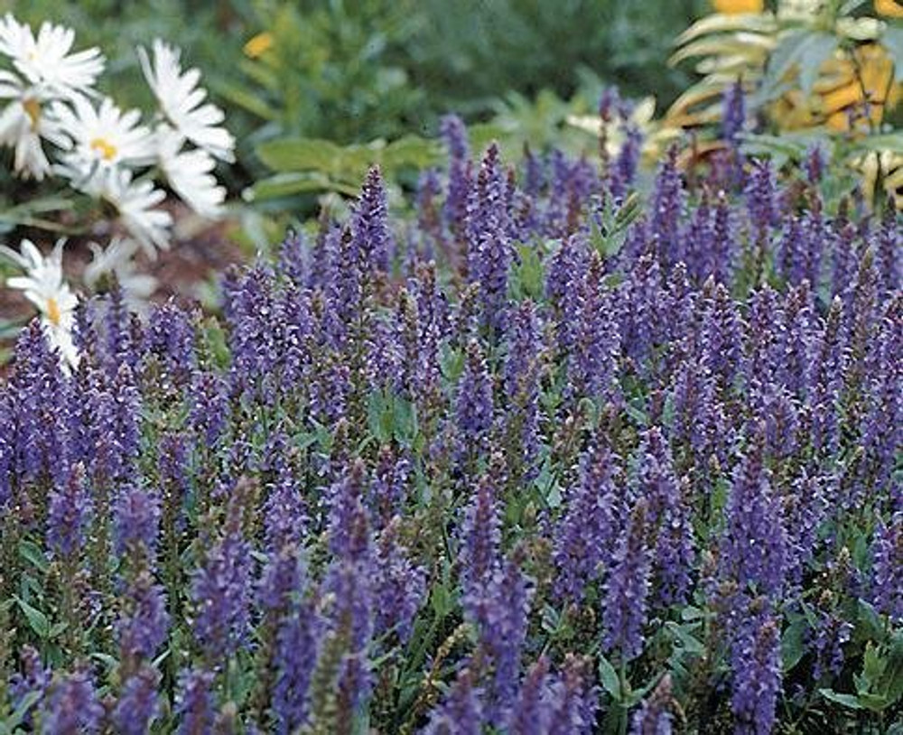 Blue Hill Salvia Perennial - Long Bloomer - Quart Pot