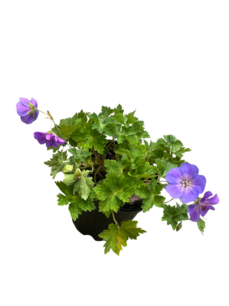 Rozanne Hardy Geranium - Live Plant -Gallon Pot - The Geranium of the Millennium