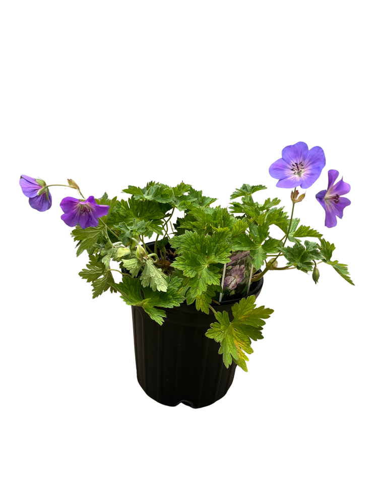 Rozanne Hardy Geranium - Live Plant -Gallon Pot - The Geranium of the Millennium