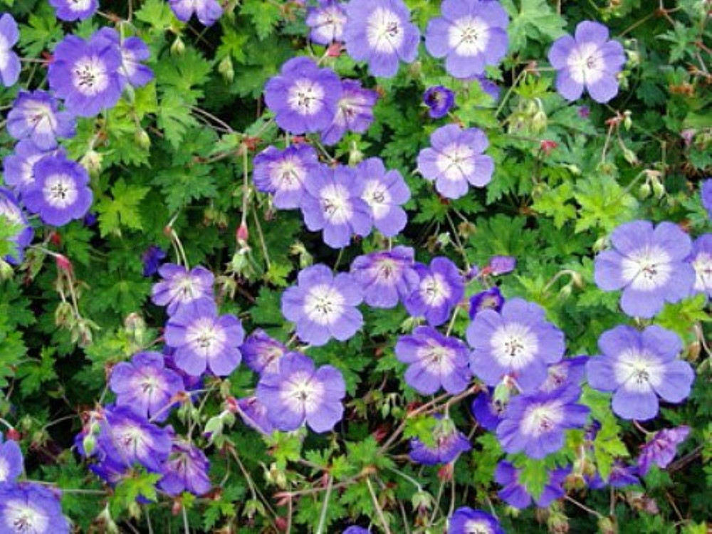 Rozanne Hardy Geranium - Live Plant -Gallon Pot - The Geranium of the Millennium