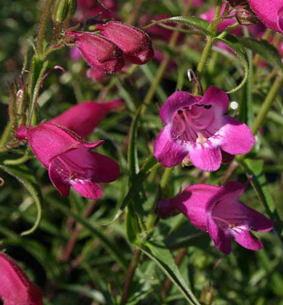 Red Rocks Bearded Tongue Perennial - Penstemon - Live Plant - Quart Pot