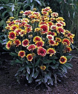 Goblin Blanket Flower - Gaillardia - Live Plant - Quart Pot