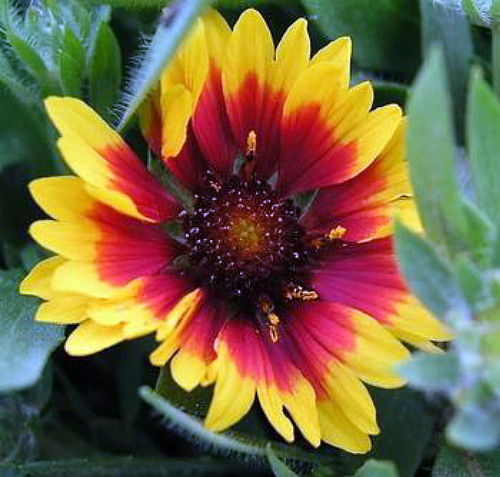 Goblin Blanket Flower - Gaillardia - Live Plant - Quart Pot