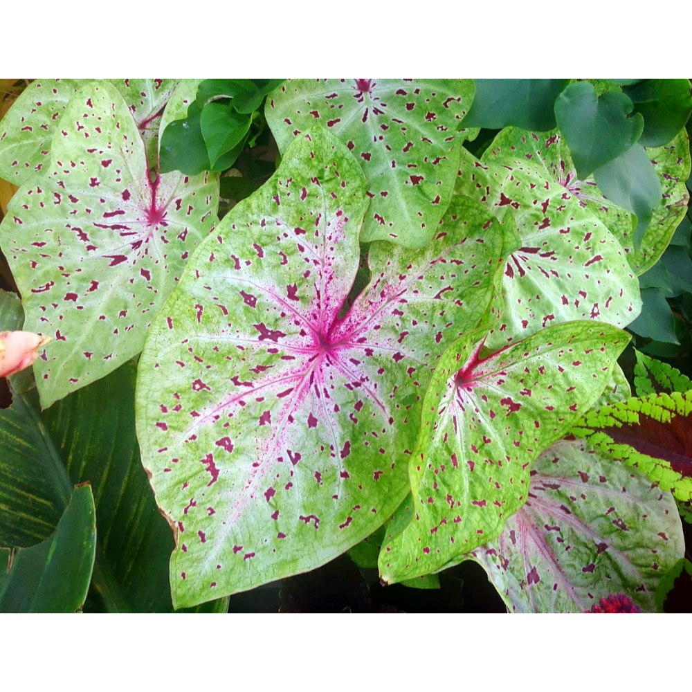 Miss Muffet Caladium - 3 Bulbs - Chartreuse with Red Specks