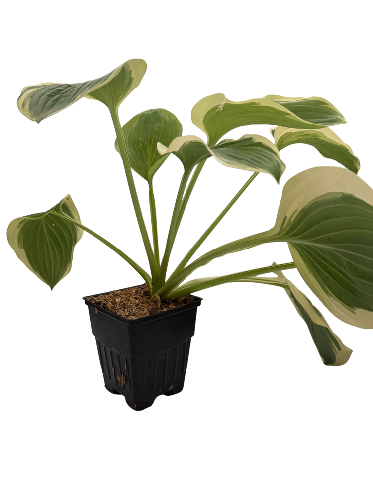 Diana Remembered Hosta - Quart Pot - Fragrant White Flowers