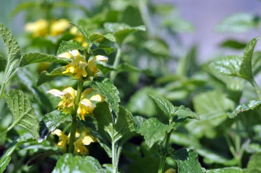 Variegated Yellow/Silver Archangel - Lamiastrum - Great Groundcover - Qt Pot
