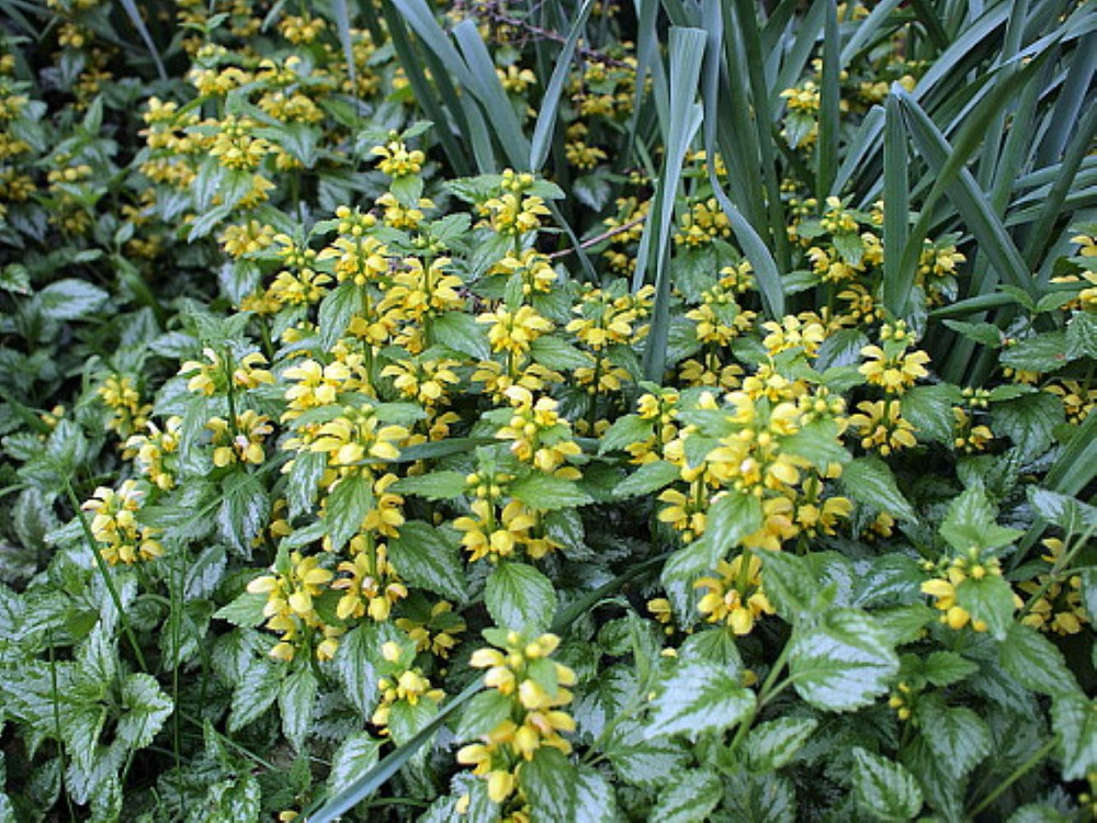 Variegated Yellow/Silver Archangel - Lamiastrum - Great Groundcover - Qt Pot