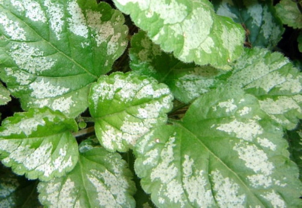 Variegated Yellow/Silver Archangel - Lamiastrum - Great Groundcover - Qt Pot