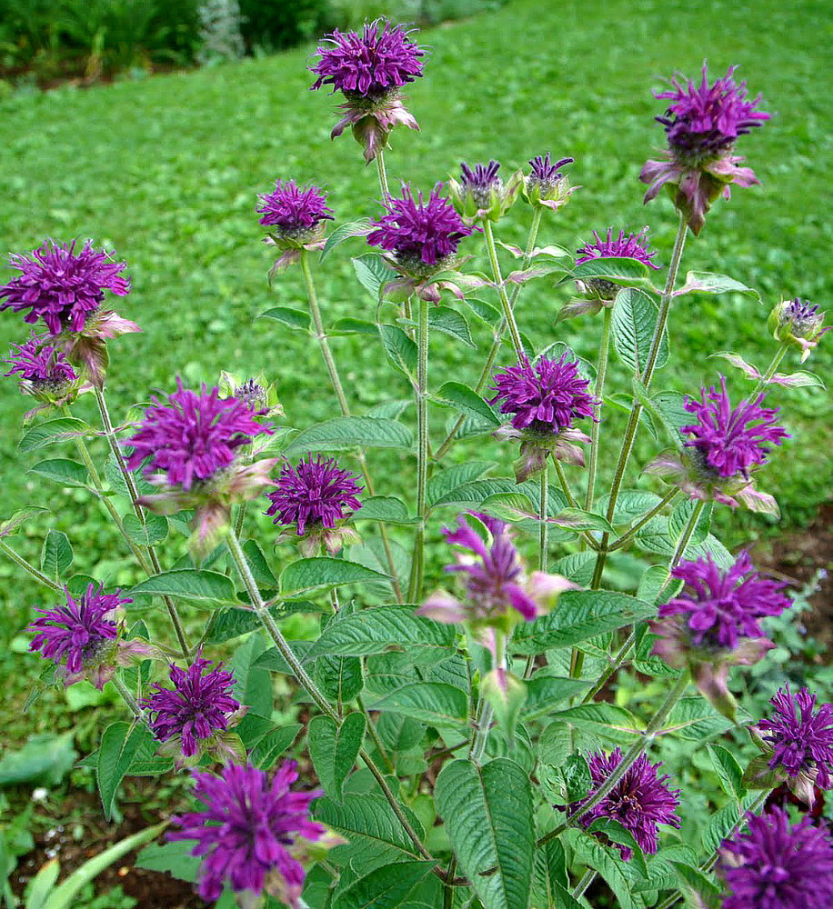 Purple Rooster Bee Balm - Monarda - Royal Purple Blooms - Gallon Pot