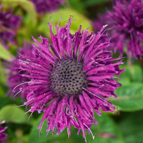 Purple Rooster Bee Balm - Monarda - Royal Purple Blooms - Gallon Pot