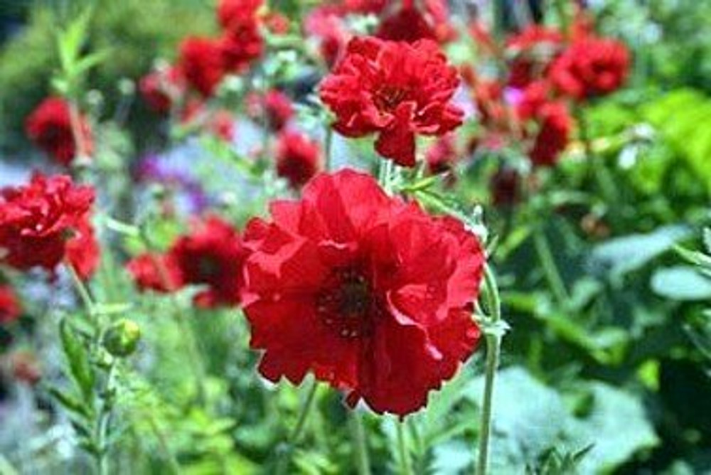 Blazing Sunset - Geum - Avens - Rosaceae - Quart Pot