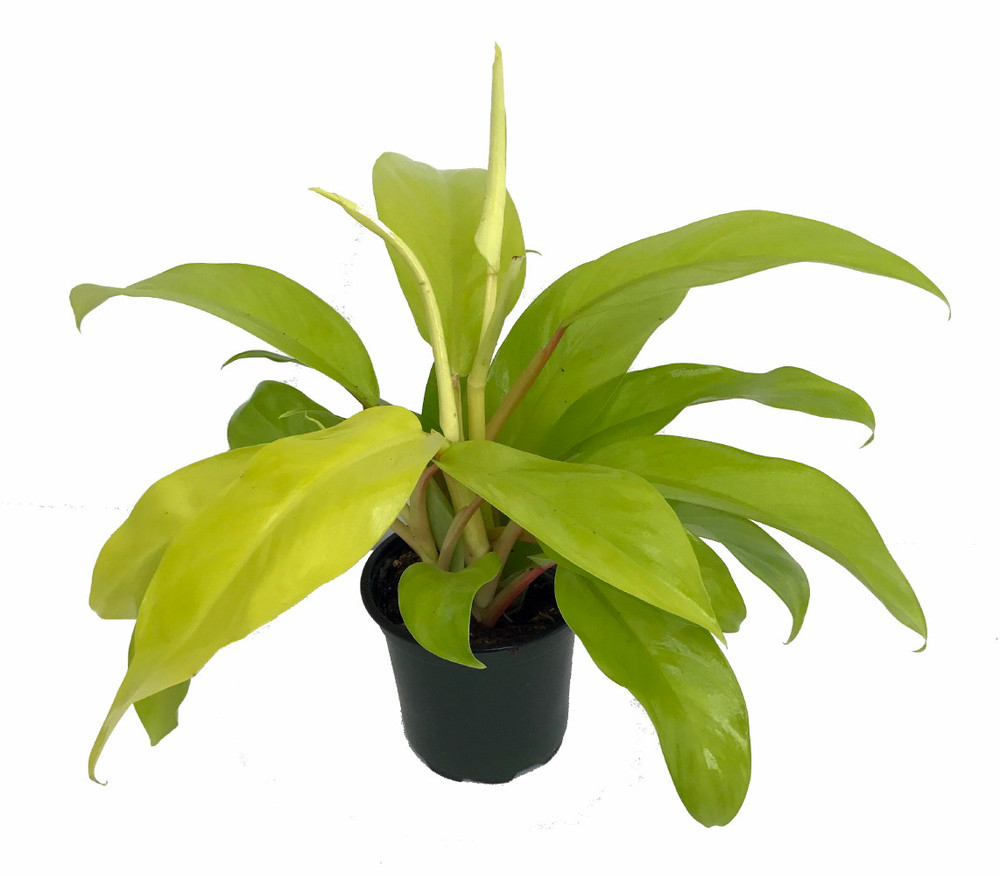 Upright Lemon Lime Philodendron - 4" Pot - Trending