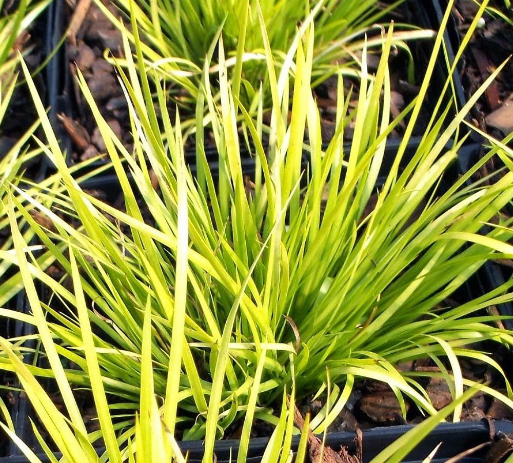 Golden Dwarf Sweet Flag Plant - Acorus - Terrarium/Fairy Garden - 2.5" Pot