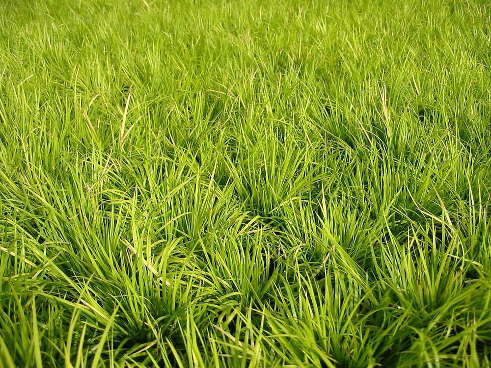 Golden Dwarf Sweet Flag Plant - Acorus - Terrarium/Fairy Garden - 2.5" Pot