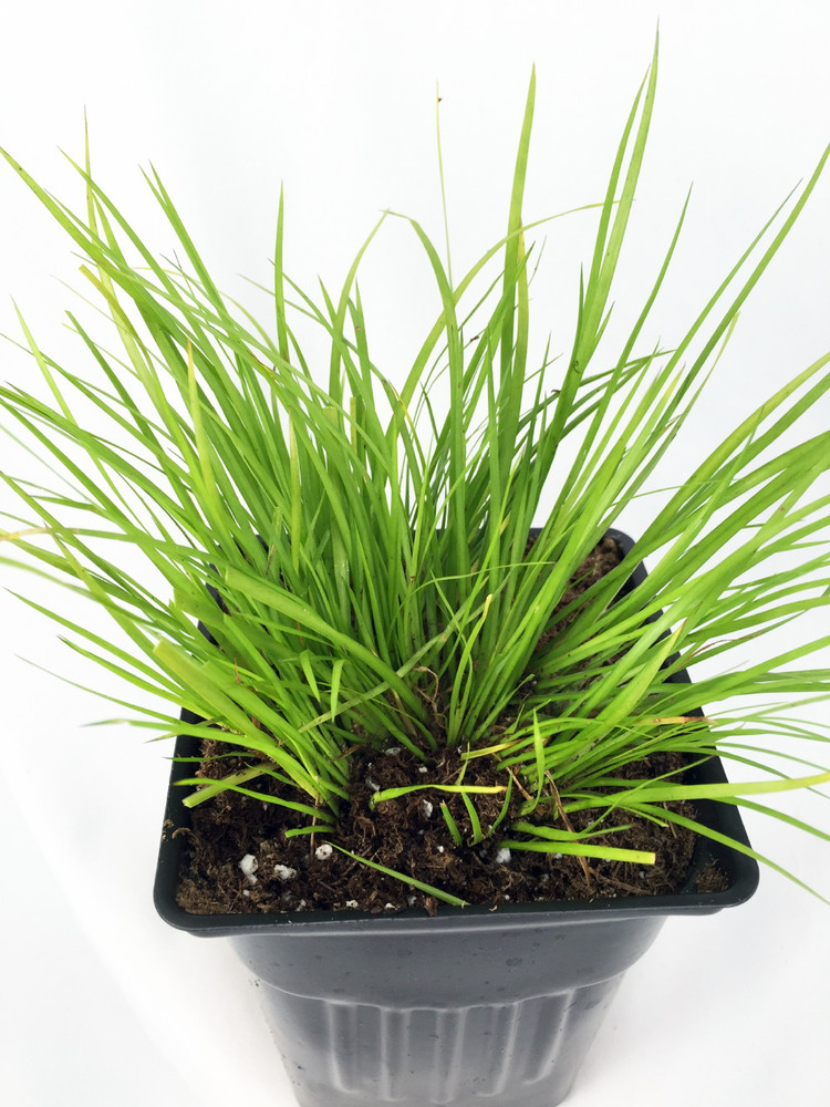 Golden Dwarf Sweet Flag Plant - Acorus - Terrarium/Fairy Garden - 2.5" Pot