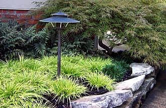 Golden Dwarf Sweet Flag Plant - Acorus - Terrarium/Fairy Garden - 2.5" Pot