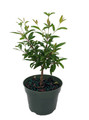 Dwarf Pomegranate Plant - Punica - Bonsai/Houseplant/Outdoors - Edible - 4" Pot