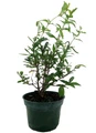 Dwarf Pomegranate Plant - Punica - Bonsai/Houseplant/Outdoors - Edible - 4" Pot