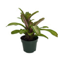 Zoe Vase Plant - Great Houseplant - 4" Pot - Neoregelia