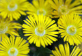 Golden Wonder Ice Plant - Perennial - Delosperma - Live Plant - Quart Pot