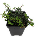 Miniature Abundance English Ivy - 2.5" Pot - Terrarium/Fairy Garden/House Plant