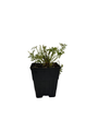 Red Clock/Red Bells - Pasque Flower - Pulsatilla - Hardy! - Quart Pot