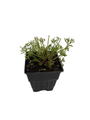 Red Clock/Red Bells - Pasque Flower - Pulsatilla - Hardy! - Quart Pot
