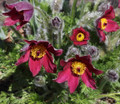 Red Clock/Red Bells - Pasque Flower - Pulsatilla - Hardy! - Quart Pot