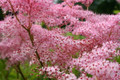 Red Umbrellas Meadowsweet Plant - Filipendula - SHADE - 4 " Pot