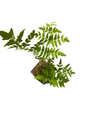 Hardy American Royal Fern - Osmunda regalis - Forest Green - Quart Pot