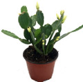 White Easter Cactus - Rhipsalidopsis - 6" Pot - Rare