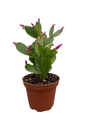 Pink Easter Cactus - Rhipsalidopsis - 4" Pot