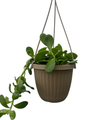 Trailing Jade Plant - Senecio - 6" Hanging Basket