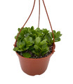 Trailing Jade Plant - Senecio - 6" Hanging Basket